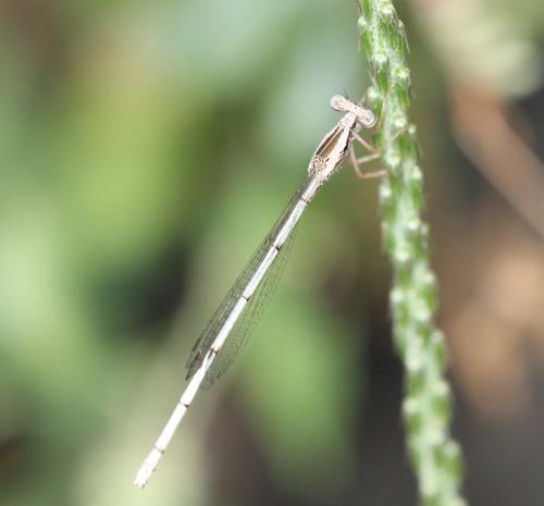 Copera marginipes